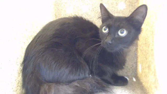 Bino - Domestic Short Hair