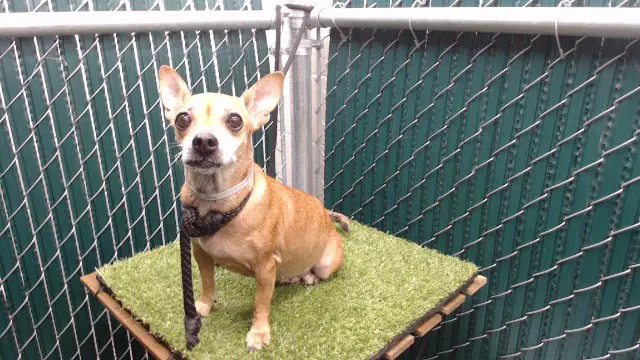 Ginger Cookie - Chihuahua