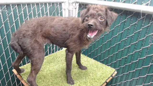 Negrita - Terrier