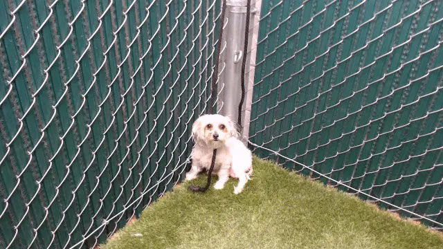Nena - Poodle (Miniature)