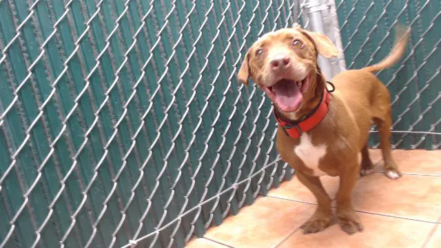 Charlie - Dachshund
