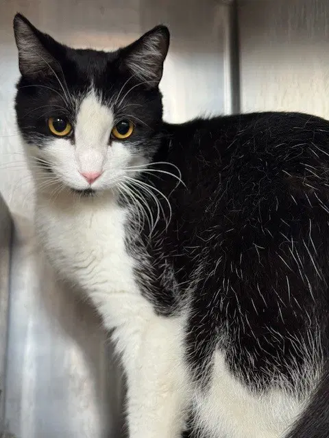 Choppa - Domestic Short Hair