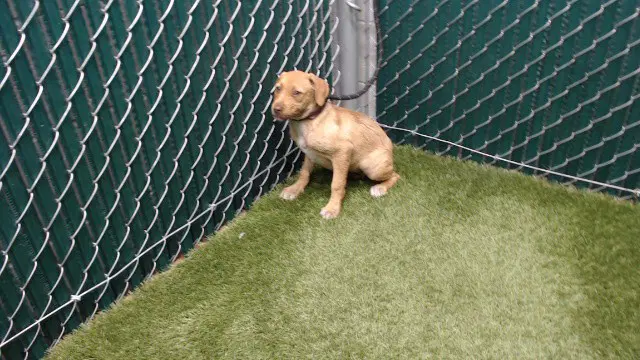Cassandra - Terrier