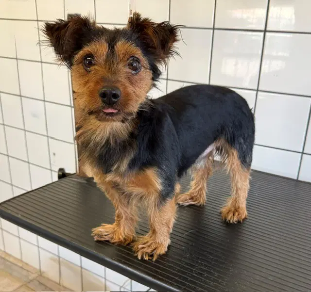 Hudson - Terrier