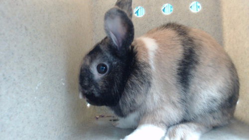 PEANUT BUTTER, a rabbit for adoption from Los Angeles County Animal Control - Downey