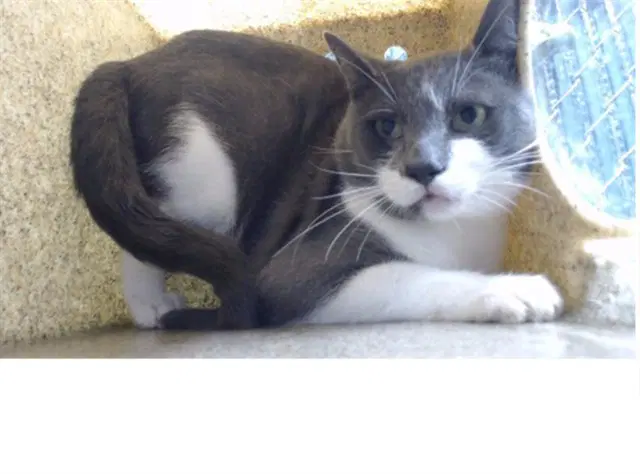 Big Boy - Domestic Short Hair
