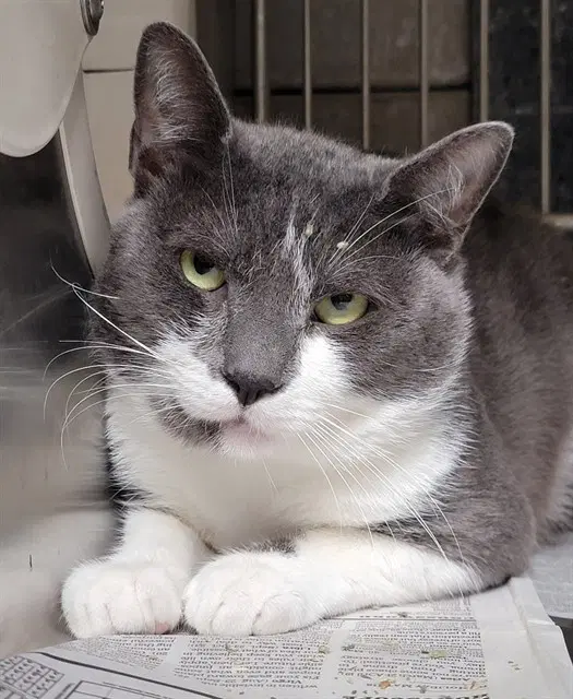 Big Boy - Domestic Short Hair