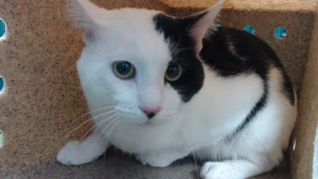 Harvey - Domestic Short Hair