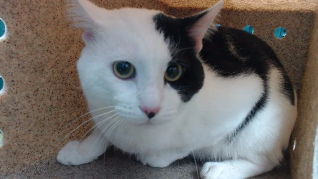 Harvey