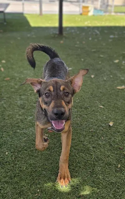 Oliver - German Shepherd Dog