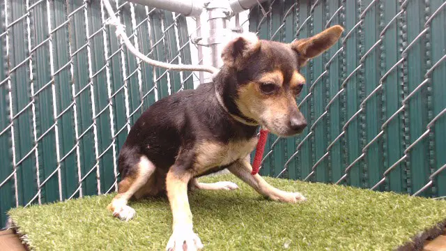 Maxi - Chihuahua