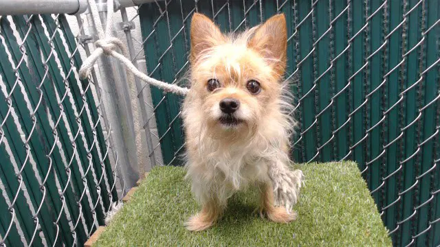 Scrappy - Terrier