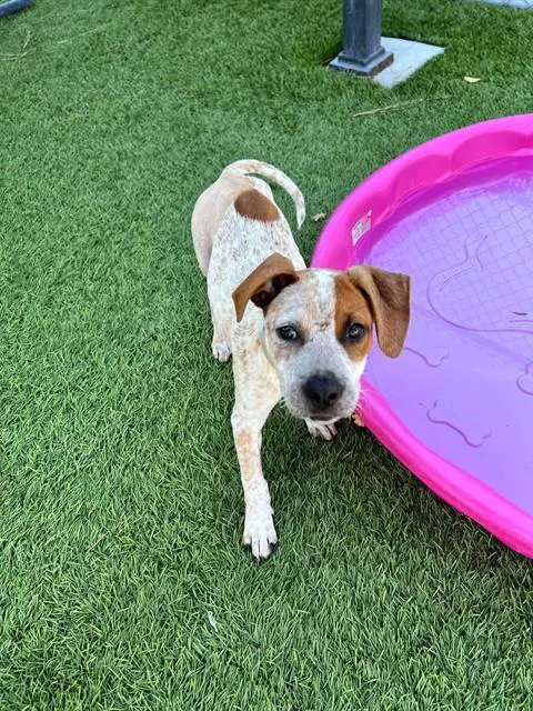 Brooke - Australian Cattle Dog/Blue Heeler