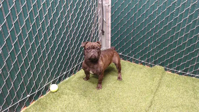 Unknown - French Bulldog