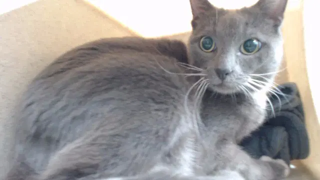 Kitty - Domestic Short Hair