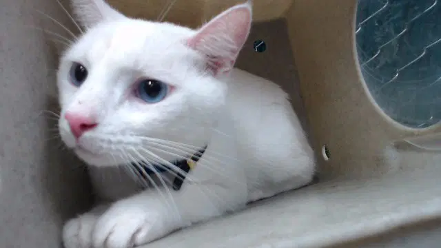 Pablo - Domestic Short Hair