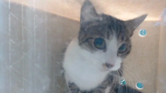 Mimi - Domestic Short Hair