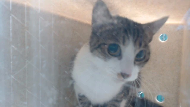 Mimi