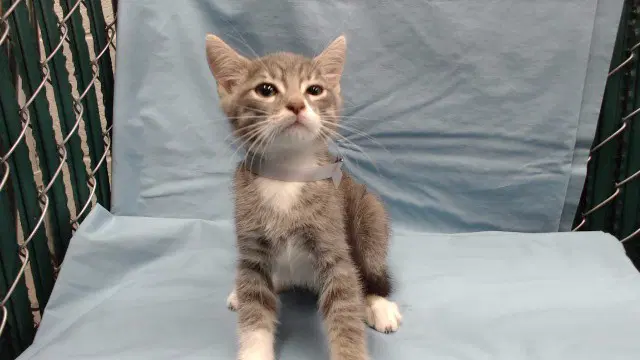 George - Domestic Short Hair