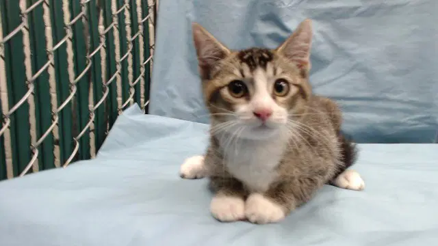 Sam - Domestic Short Hair