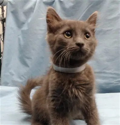 Jason - Domestic Short Hair