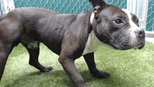 Peter - Pit Bull Terrier