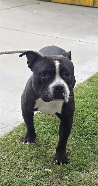 Peter - Pit Bull Terrier