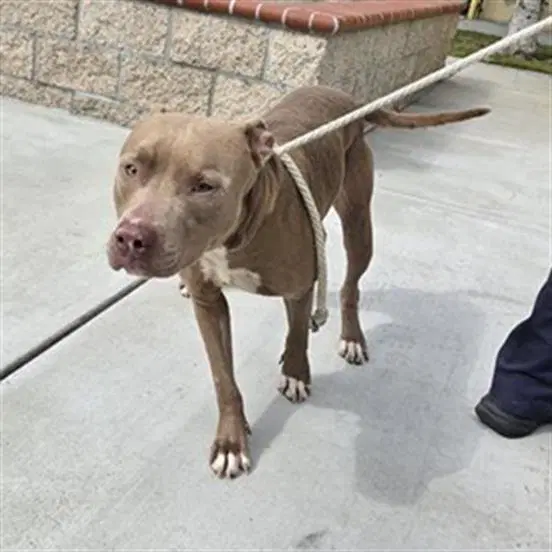 Arturo - Pit Bull Terrier