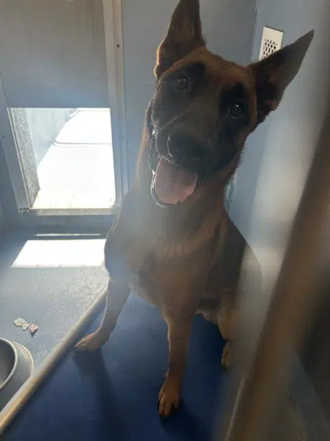 Wally - Belgian Shepherd Malinois