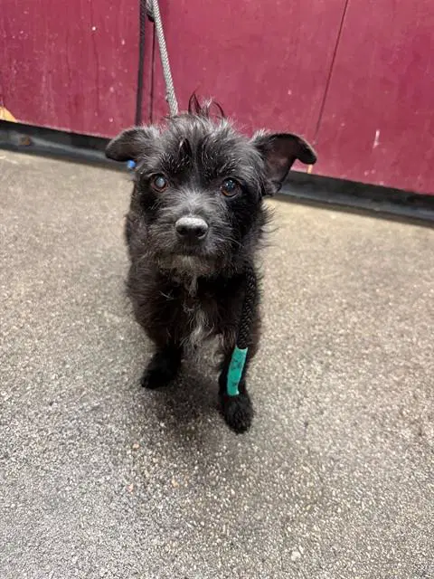 Twyla - Terrier