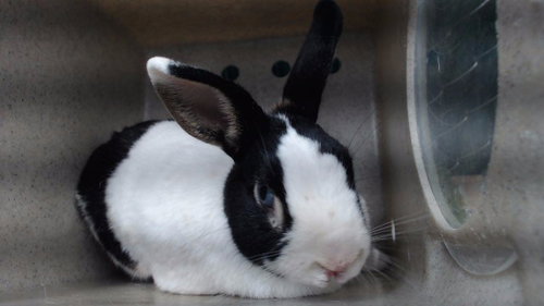 GRUMPY, a rabbit for adoption from Los Angeles County Animal Control - Downey