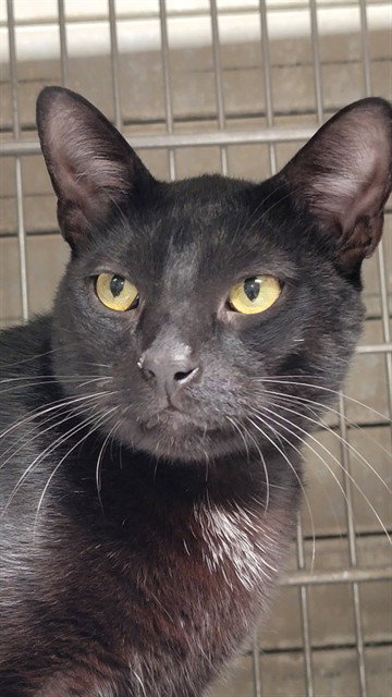 DARROW, a cat for adoption from Los Angeles County Animal Control - Downey
