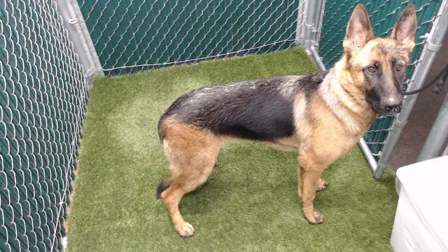 Juno - German Shepherd Dog