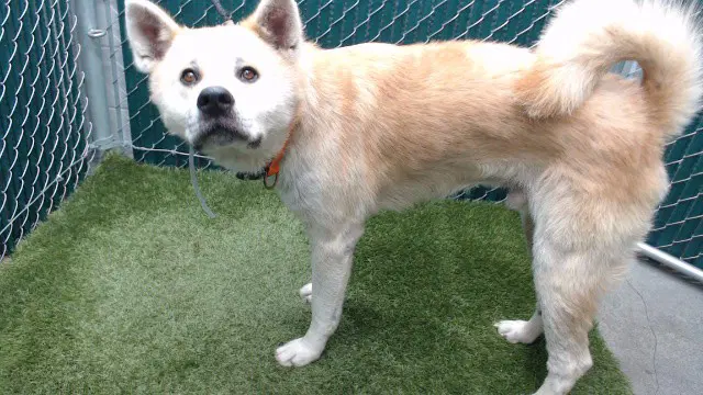 Sashimi - Akita