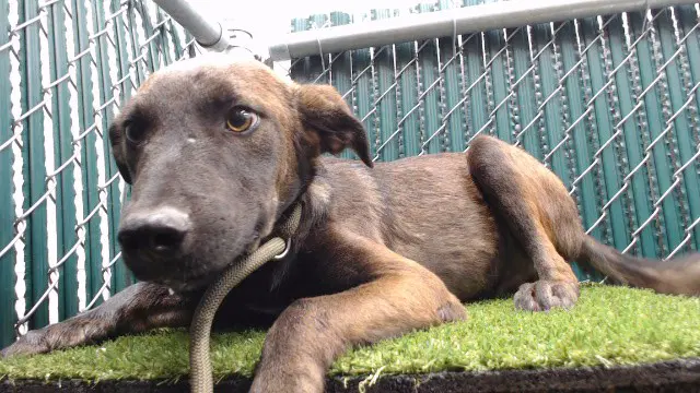 Raiden - Pit Bull Terrier