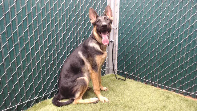 Lady - German Shepherd Dog