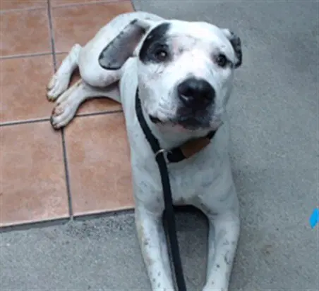Lana - Pit Bull Terrier