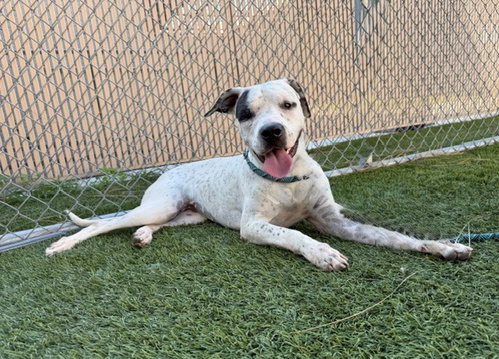 LANA, a dog for adoption from Los Angeles County Animal Control - Downey