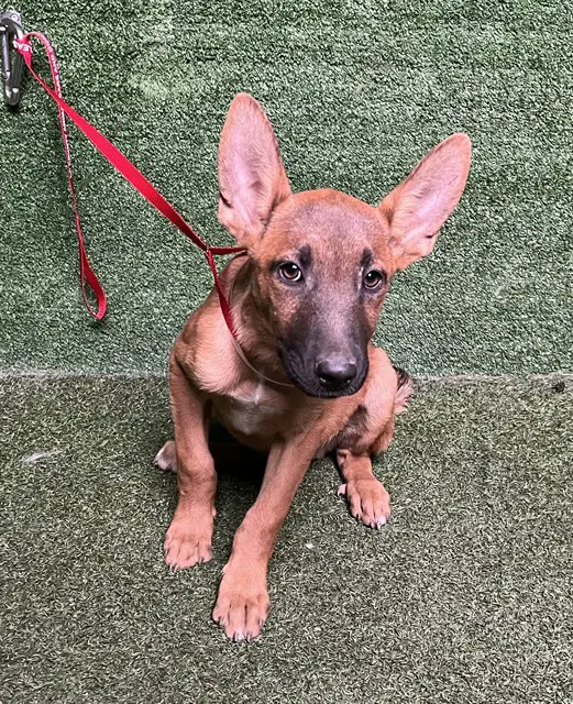 Padre - German Shepherd Dog