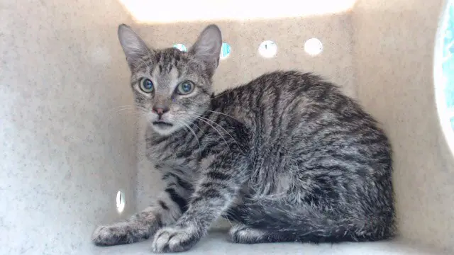 Talia - Domestic Short Hair