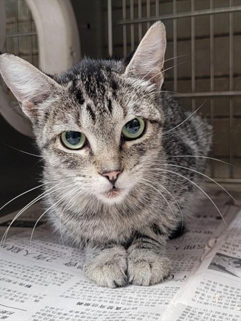 TALIA, a cat for adoption from Los Angeles County Animal Control - Downey