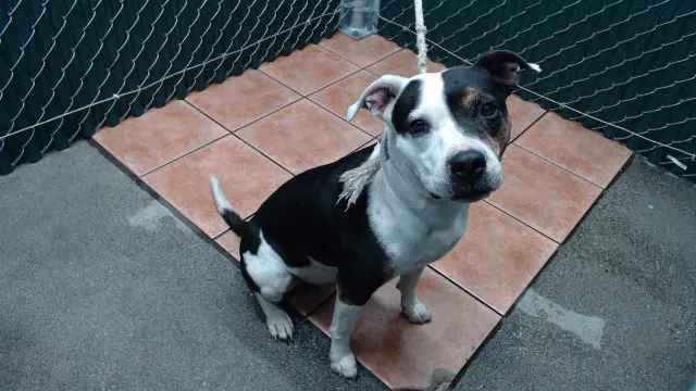 Sugar - Pit Bull Terrier