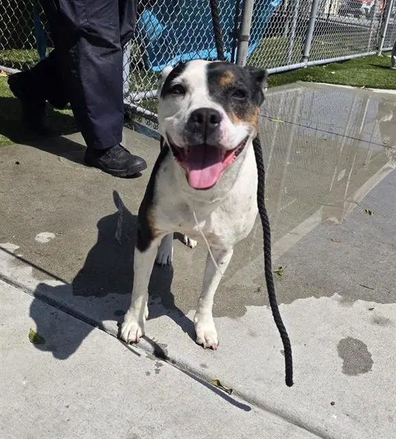 Sugar - Pit Bull Terrier