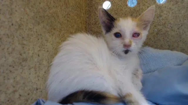 Apollonia - Domestic Medium Hair