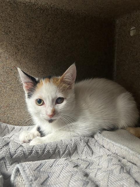 APOLLONIA, a cat for adoption from Los Angeles County Animal Control - Downey