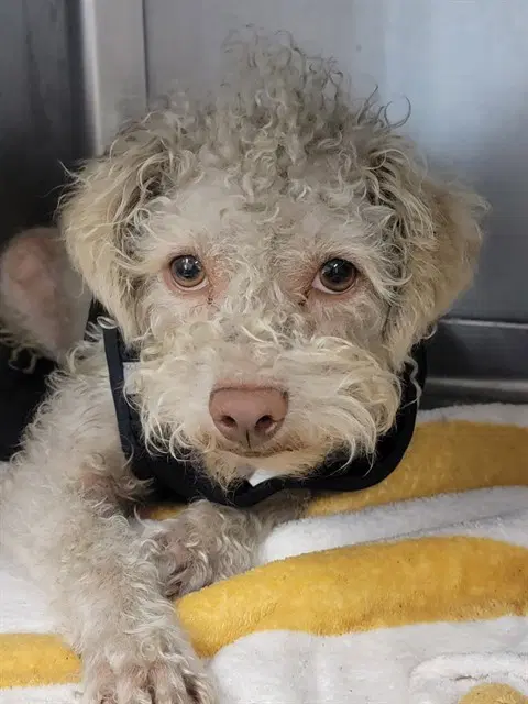 Unknown - Poodle (Miniature)