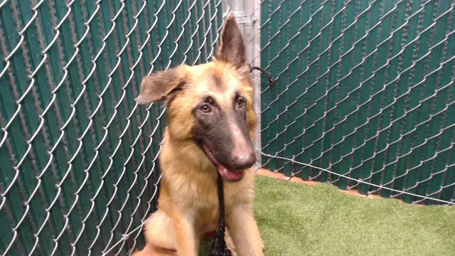 Berlin - German Shepherd Dog