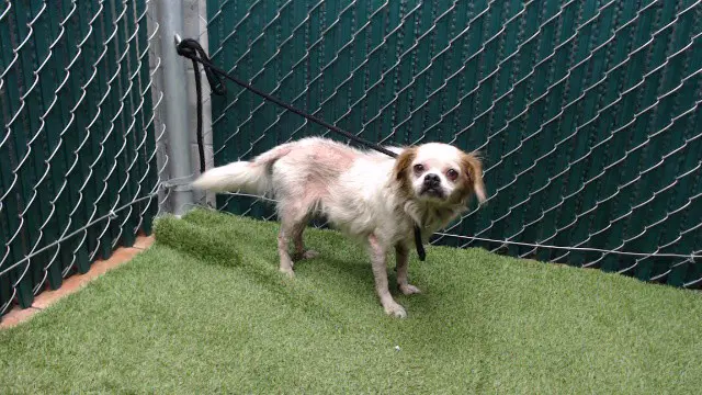 Unknown - Pekingese