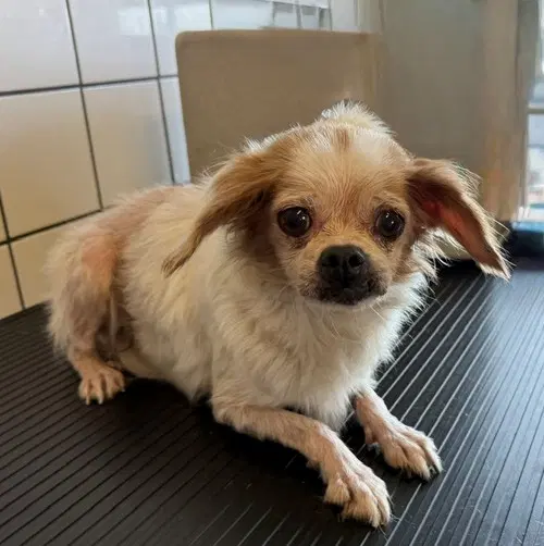Unknown - Pekingese
