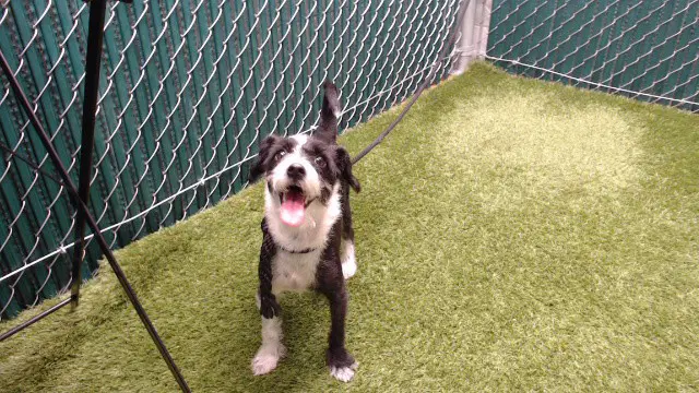 Snoopy - Terrier